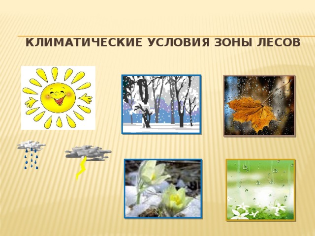 Климатические условия зоны лесов 