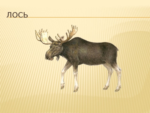 Лось 