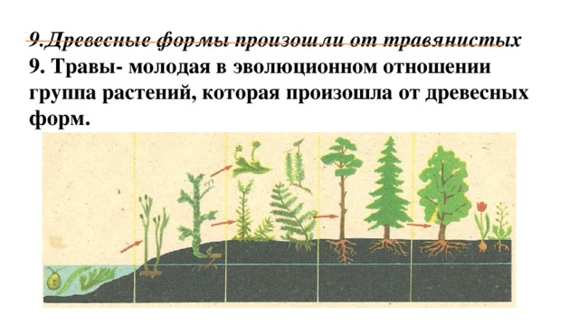 9.Древесные формы произошли от травянистых 9. Травы- молодая в эволюционном отношении группа растений, которая произошла от древесных форм.  