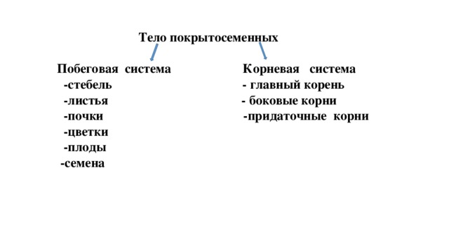  Тело покрытосеменных   Побеговая система Корневая система  -стебель - главный корень  -листья - боковые корни  -почки -придаточные корни  -цветки  -плоды  -семена 