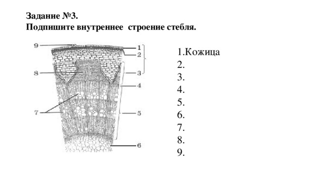 Задание №3. Подпишите внутреннее строение стебля. 1.Кожица 2. 3. 4. 5. 6. 7. 8. 9. 