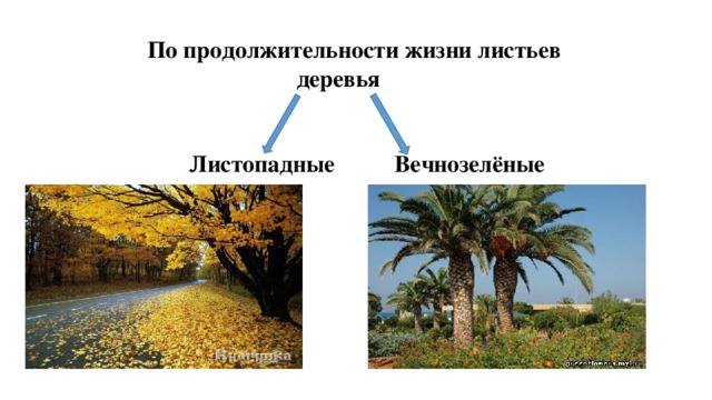  По продолжительности жизни листьев  деревья    Листопадные Вечнозелёные    