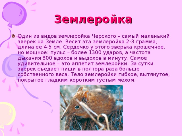 Землеройка Один из видов землеройка Черского – самый маленький зверек на Земле. Весит эта землеройка 2-3 грамма, длина ее 4-5 см. Сердечко у этого зверька крошечное, но мощное: пульс – более 1300 ударов, а частота дыхания 800 вдохов и выдохов в минуту. Самое удивительное – это аппетит землеройки. За сутки зверек съедает пищи в полтора раза больше собственного веса. Тело землеройки гибкое, вытянутое, покрытое гладким коротким густым мехом. 