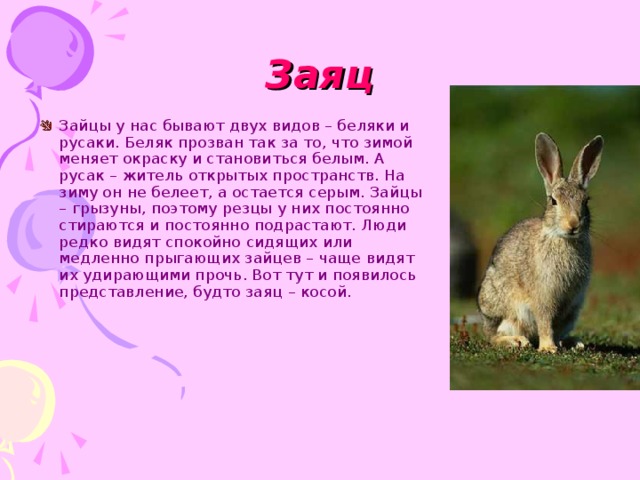 Заяц Зайцы у нас бывают двух видов – беляки и русаки. Беляк прозван так за то, что зимой меняет окраску и становиться белым. А русак – житель открытых пространств. На зиму он не белеет, а остается серым. Зайцы – грызуны, поэтому резцы у них постоянно стираются и постоянно подрастают. Люди редко видят спокойно сидящих или медленно прыгающих зайцев – чаще видят их удирающими прочь. Вот тут и появилось представление, будто заяц – косой. 