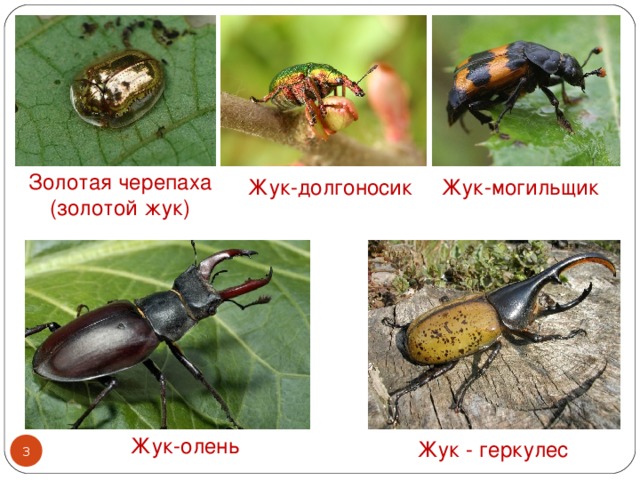 Золотая черепаха (золотой жук) Жук-могильщик Жук-долгоносик Жук-олень Жук - геркулес  