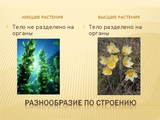 НИЗШИЕ РАСТЕНИЯ ВЫСШИЕ РАСТЕНИЯ Тело не разделено на органы Тело разделено на органы 