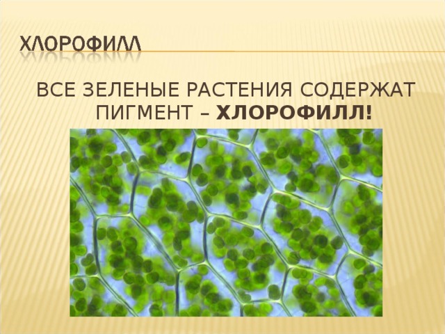 ХЛОРОФИЛЛ!  