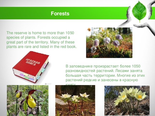 Forests The reserve is home to more than 1050 species of plants. Forests occupied a great part of the territory. Many of these plants are rare and listed in the red book. В заповеднике произрастает более 1050 разновидностей растений. Лесами занята большая часть территории. Многие из этих растений редкие и занесены в красную книгу.