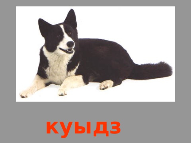 куыдз 