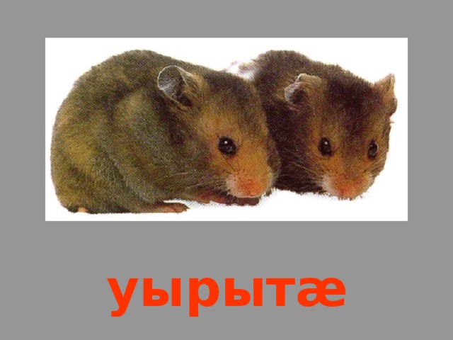 уырыт æ 