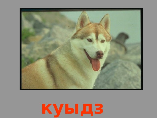 куыдз 