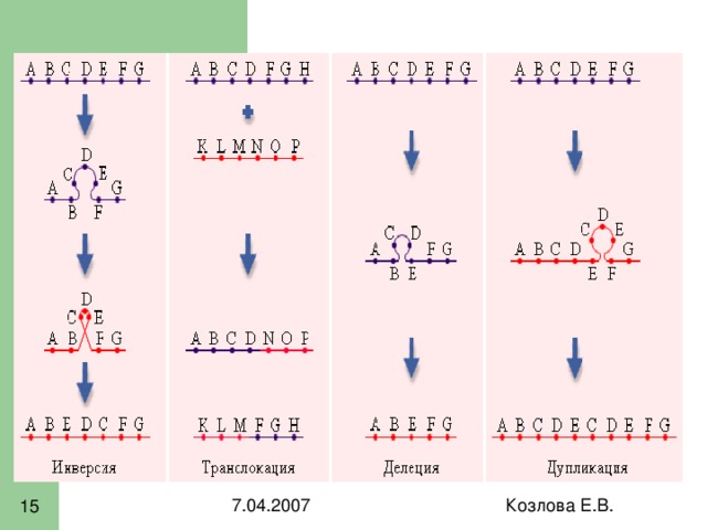 На какой из картинок изображена хромосомная мутация транслокация