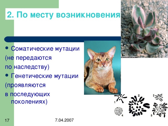 2. По месту возникновения: Соматические мутации (не передаются по наследству) Генетические мутации (проявляются в последующих поколениях) 