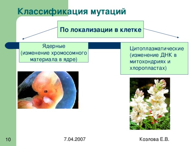 Классификация мутаций По локализации в клетке Ядерные (изменение хромосомного материала в ядре) Цитоплазматические (изменение ДНК в митохондриях и хлоропластах) 