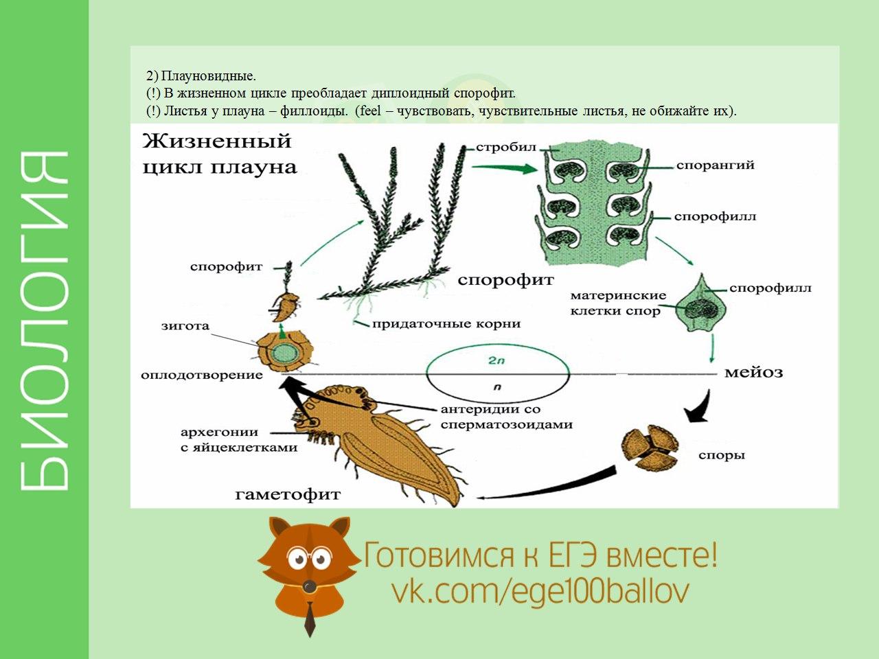 Биология 8 класс жизненные циклы размножение презентация 8 класс