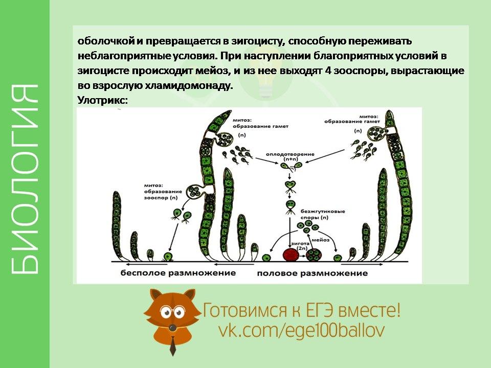 Гаметофит улотрикса образуется