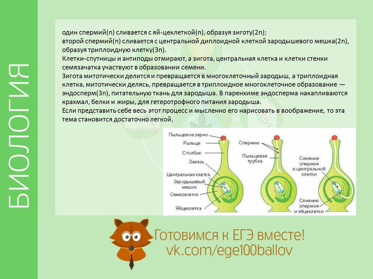 К какому классу относят растение схема развития пыльцевого зерна которого показана на рисунке