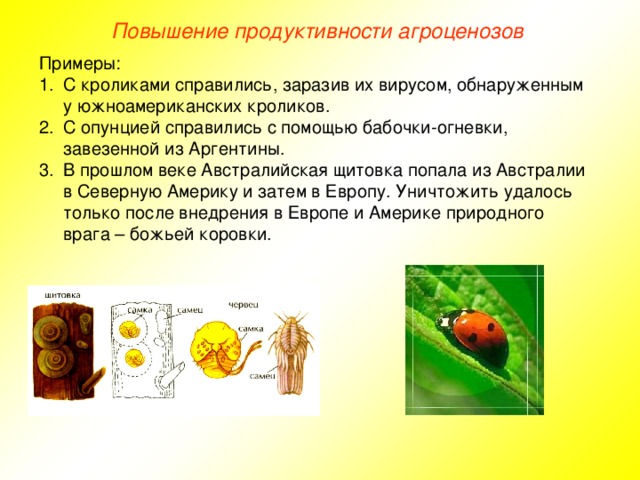 Повышение продуктивности агроценозов Примеры: С кроликами справились, заразив их вирусом, обнаруженным у южноамериканских кроликов. С опунцией справились с помощью бабочки-огневки, завезенной из Аргентины. В прошлом веке Австралийская щитовка попала из Австралии в Северную Америку и затем в Европу. Уничтожить удалось только после внедрения в Европе и Америке природного врага – божьей коровки.    