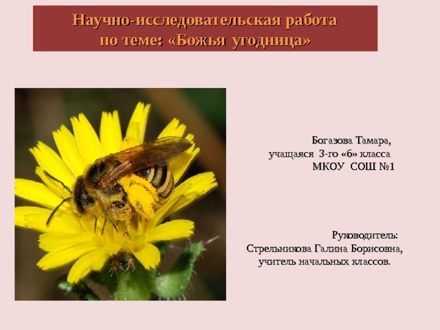  Научно-исследовательская работа по теме: «Божья  угодница»  Богазова Тамара, учащаяся 3-го «б» класса  МКОУ СОШ №1  Руководитель: Стрельникова Галина Борисовна, учитель начальных классов.    