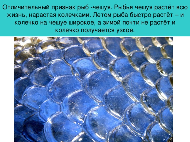 Отличительный признак рыб -чешуя. Рыбья чешуя растёт всю жизнь, нарастая колечками. Летом рыба быстро растёт – и колечко на чешуе широкое, а зимой почти не растёт и колечко получается узкое. 