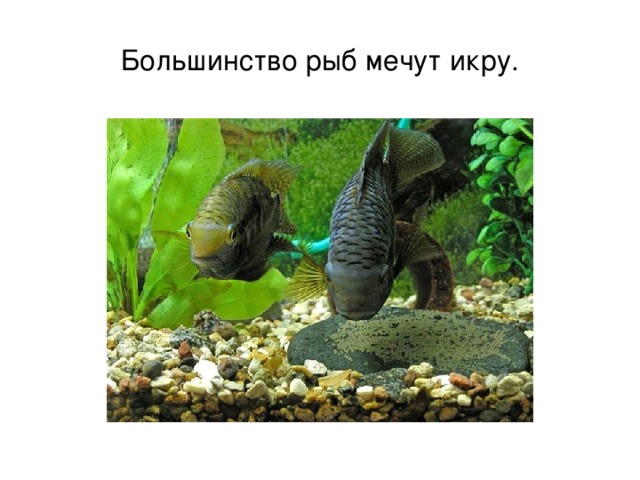 Большинство рыб мечут икру. 