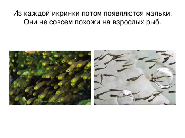 Из каждой икринки потом появляются мальки. Они не совсем похожи на взрослых рыб. 