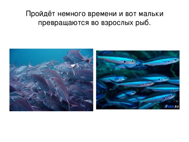 Пройдёт немного времени и вот мальки превращаются во взрослых рыб. 