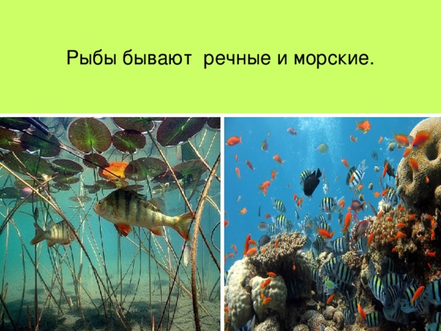 Рыбы бывают речные и морские. 