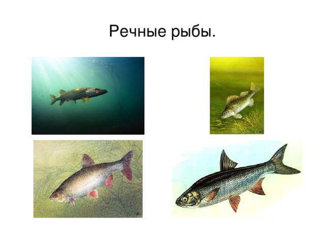 Речные рыбы. 