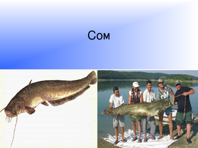 Сом 