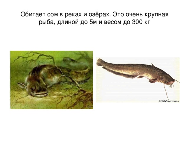 Обитает сом в реках и озёрах. Это очень крупная рыба, длиной до 5м и весом до 300 кг 