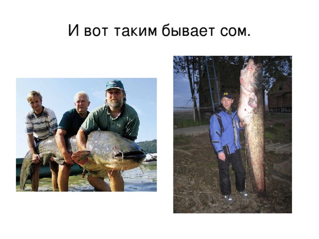 И вот таким бывает сом. 