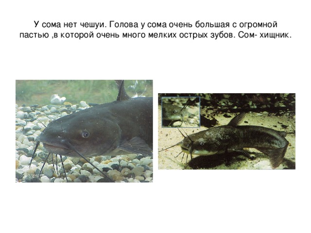 У сома нет чешуи. Голова у сома очень большая с огромной пастью ,в которой очень много мелких острых зубов. Сом- хищник. 