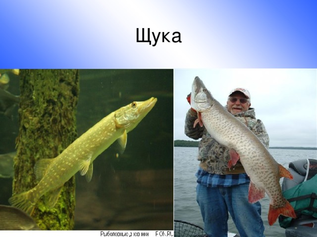 Щука 