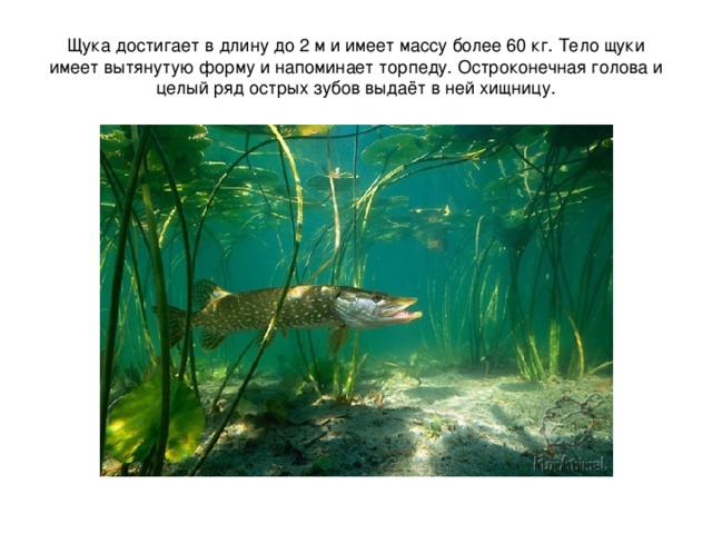 Щука достигает в длину до 2 м и имеет массу более 60 кг. Тело щуки имеет вытянутую форму и напоминает торпеду. Остроконечная голова и целый ряд острых зубов выдаёт в ней хищницу. 
