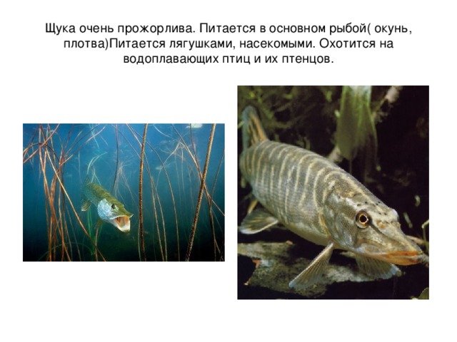 Щука очень прожорлива. Питается в основном рыбой( окунь, плотва)Питается лягушками, насекомыми. Охотится на водоплавающих птиц и их птенцов. 