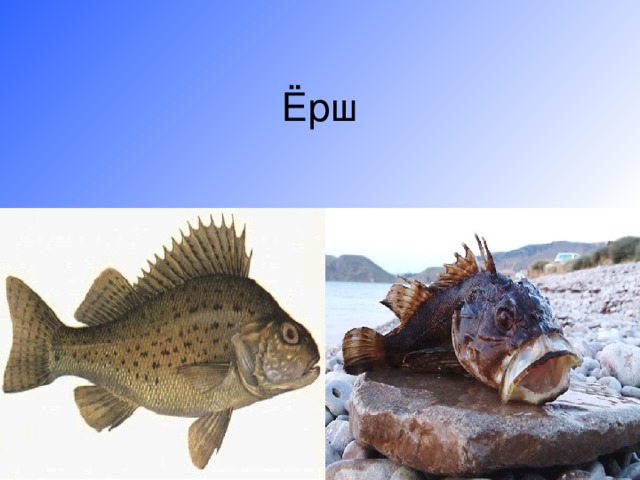 Ёрш 