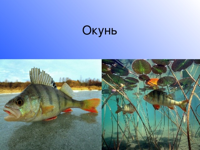 Окунь 
