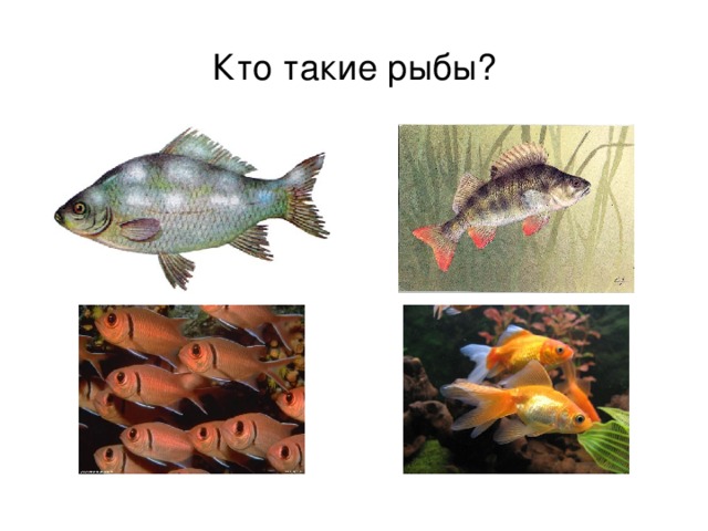 Кто такие рыбы? 