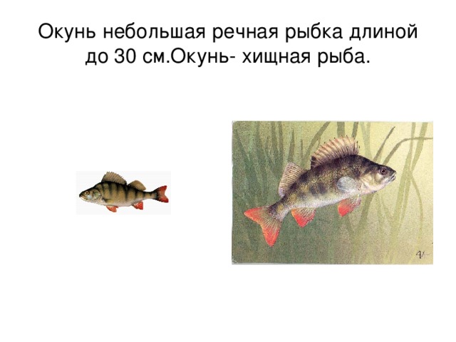 Окунь небольшая речная рыбка длиной до 30 см.Окунь- хищная рыба. 