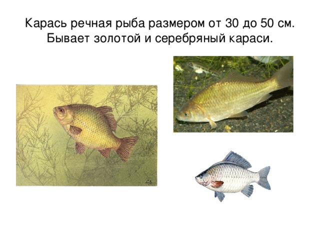 Карась речная рыба размером от 30 до 50 см. Бывает золотой и серебряный караси. 