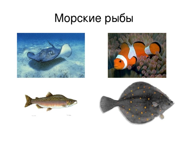 Морские рыбы 