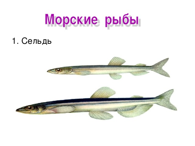 1. Сельдь 