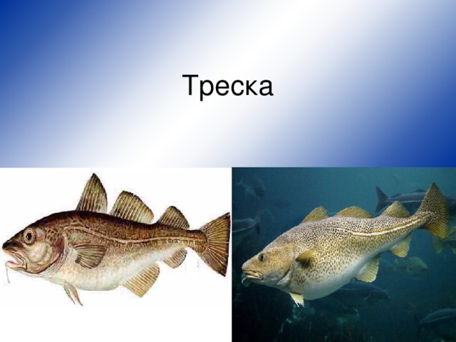 Треска 