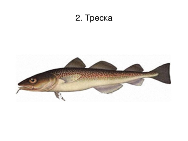 2. Треска 