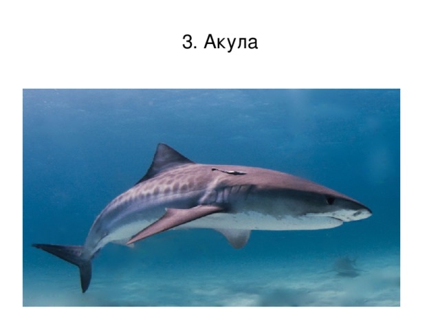 3. Акула 