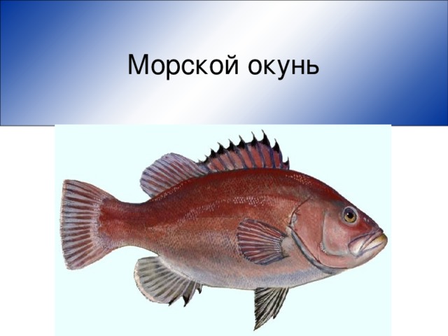 Морской окунь 