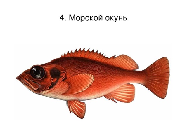 4. Морской окунь 