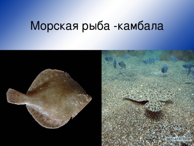 Морская рыба -камбала 