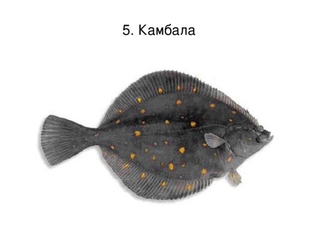 5. Камбала 